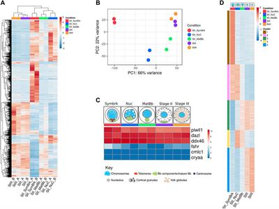 Stage Specific Transcriptomic Analysis and Database for Zebrafish Oogenesis